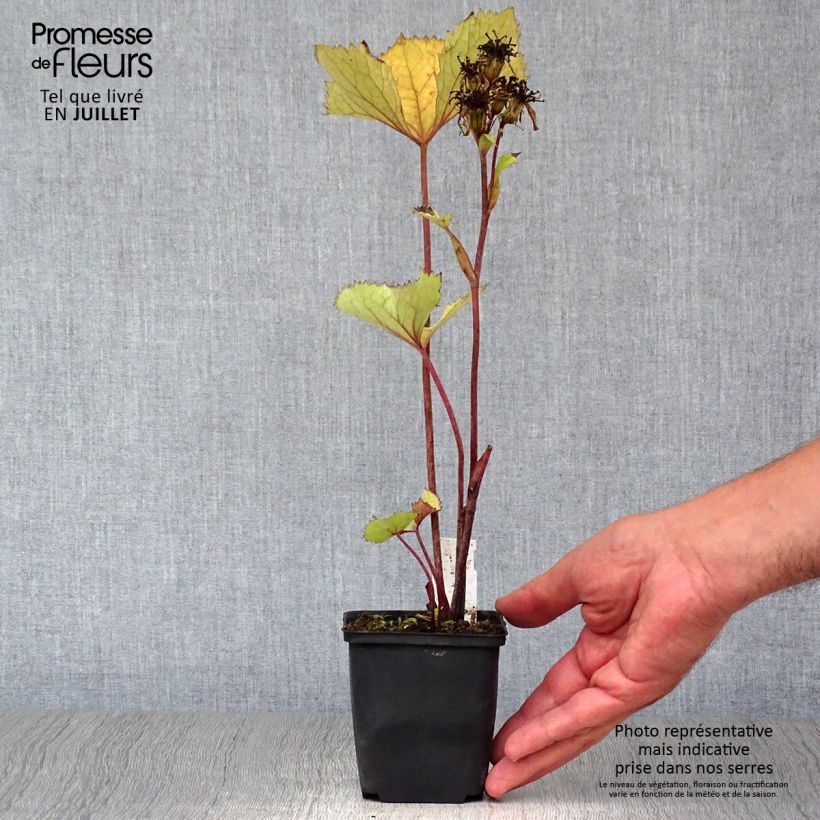 Ejemplar de Ligularia hessei Lanternchern Maceta de 8/9 cm entregado en verano