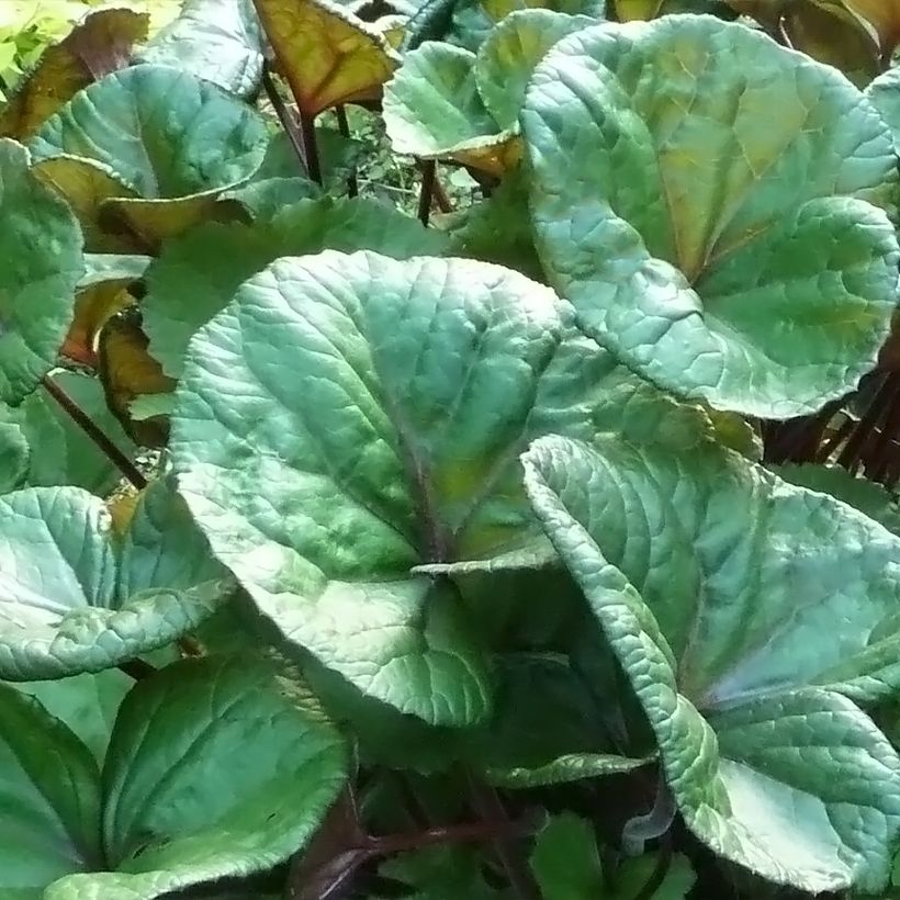 Ligularia dentata Othello (Follaje)