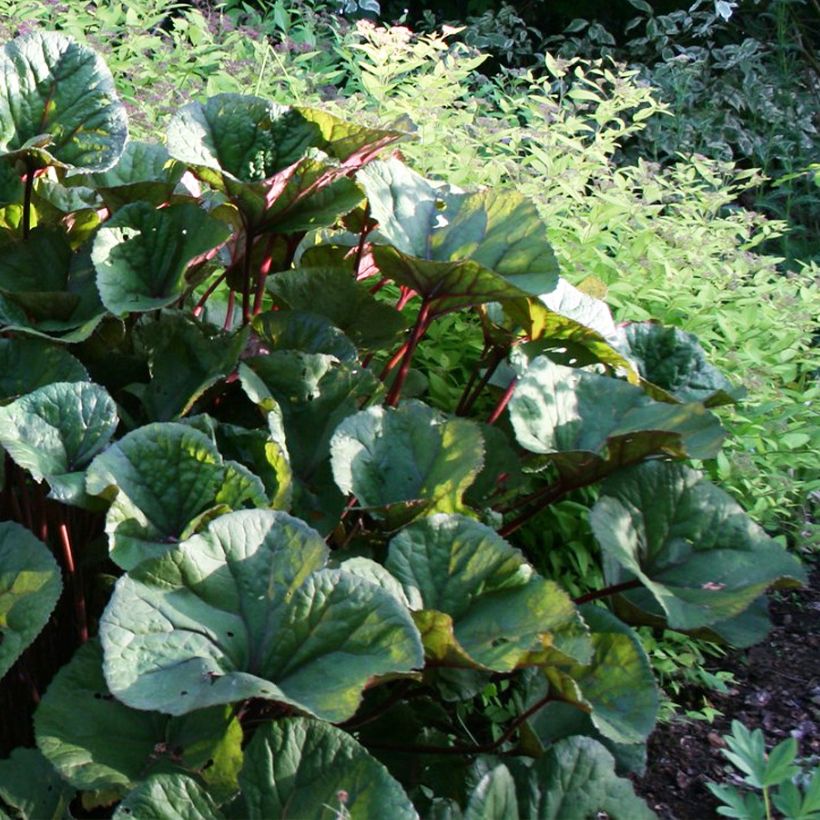Ligularia dentata Othello (Porte)