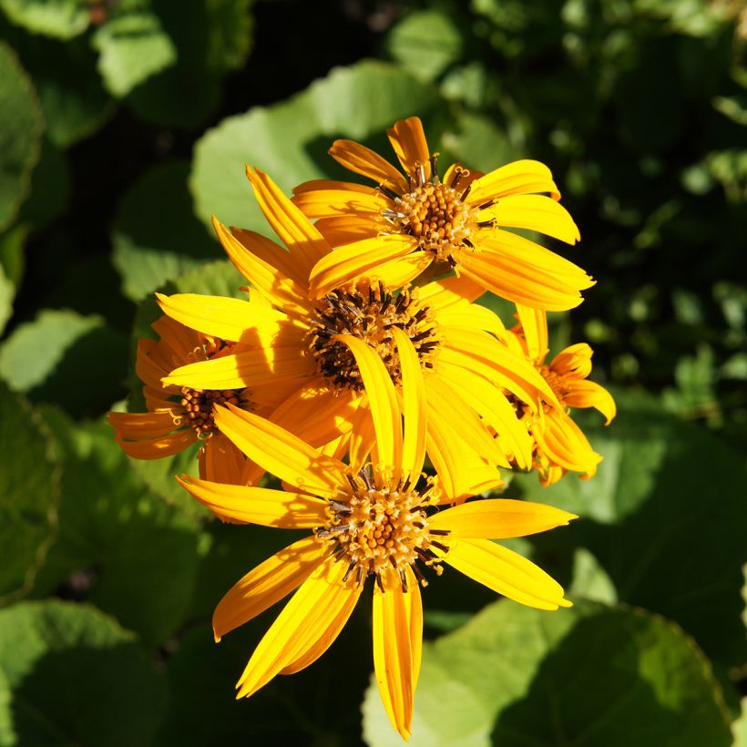 Ligularia dentata Othello (Floración)