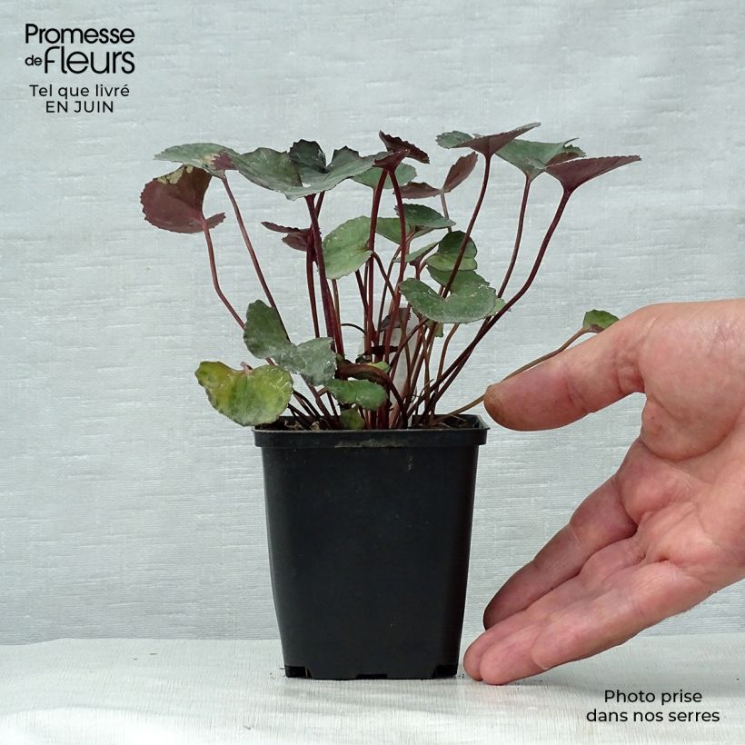 Ejemplar de Ligularia dentata Pandora® - Ligulaire naine. Godet de 9cm entregado en verano