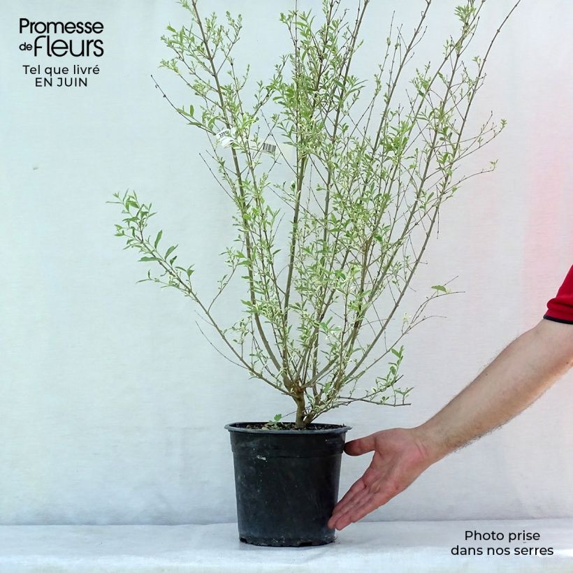 Ejemplar de Ligustrum ibota Musli - Aligustre Maceta 3L/4L entregado en verano