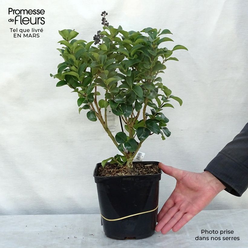 Aligustre del Japón Stiff Coriaceum - Ligustrum japonicum Maceta 3L/4LAltura de entrega aprox. 40+cm Ejemplar entregado en la primavera