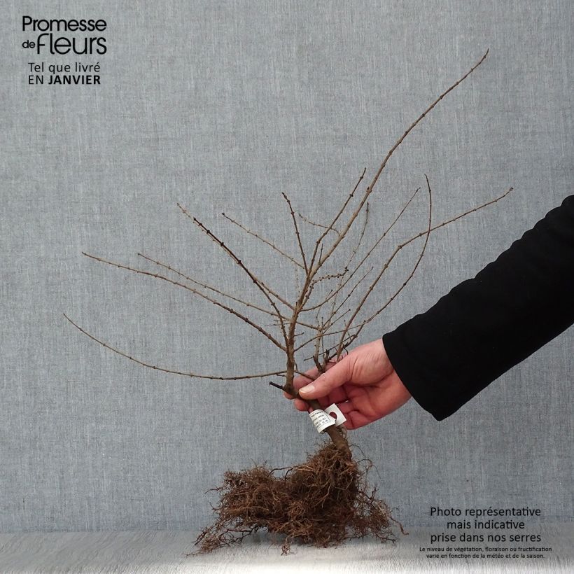 Ligustrum obtusifolium Regelianum - Aligustre Raíces desnudasAltura de entrega aprox. 40/50cm Ejemplar entregado en invierno