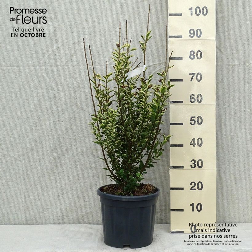 Ejemplar de Ligustrum ovalifolium Aureum - Aligustre de California Maceta 7,5L/10L entregado en otoño
