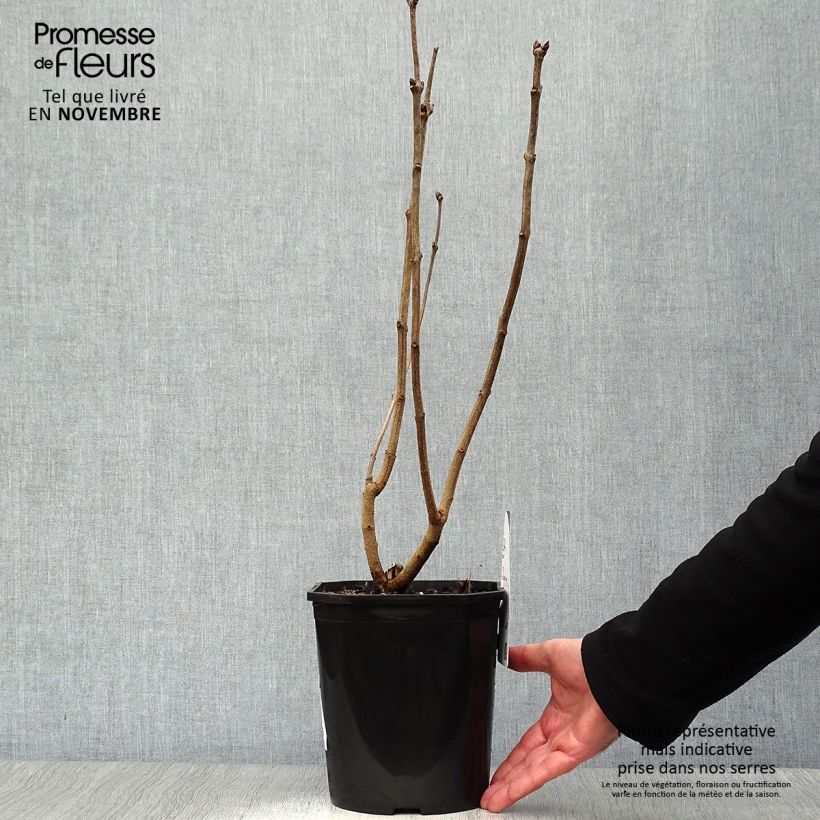 Ejemplar de Lila Sensation - Syringa vulgaris Maceta 3L/4L entregado en otoño