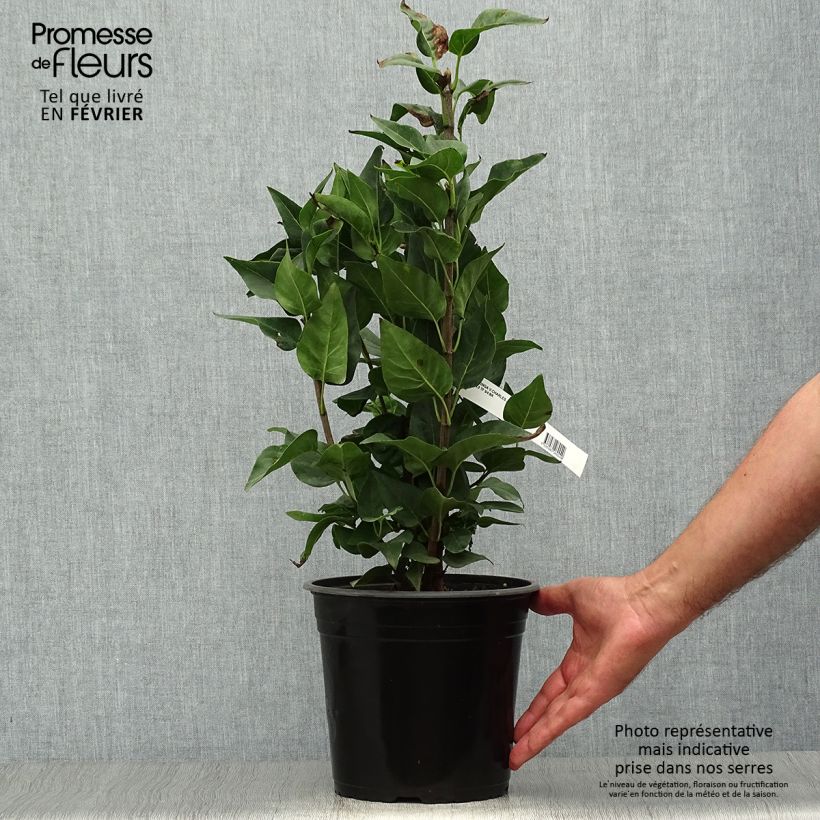 Ejemplar de Lila Charles Joly - Syringa vulgaris Maceta 2L/3L entregado en otoño