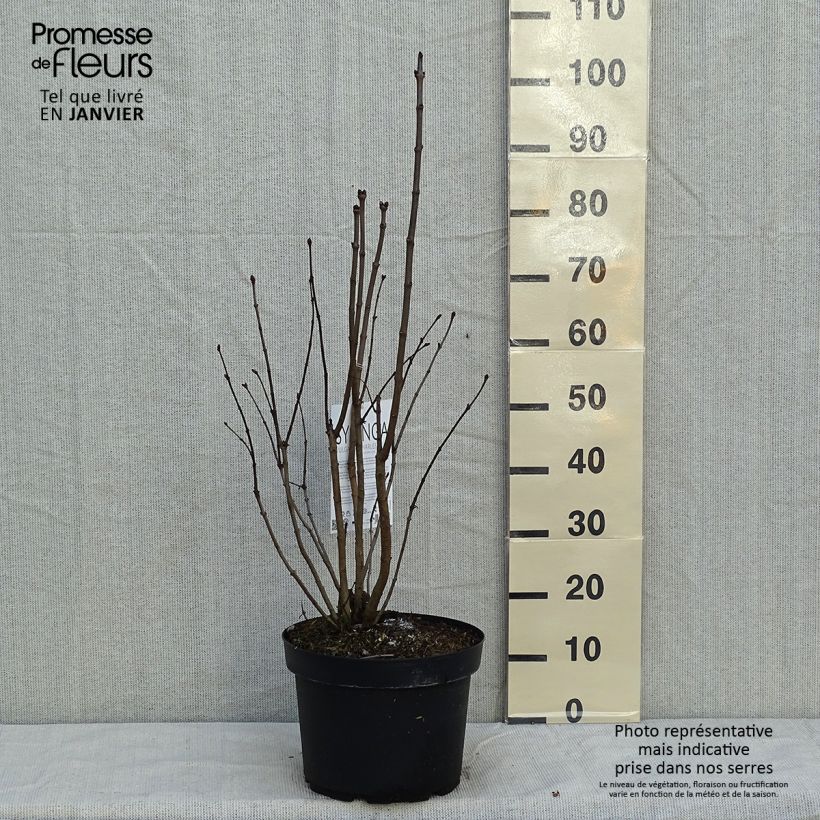 Lila Charles Joly - Syringa vulgaris Maceta 7,5L/10L Ejemplar entregado en invierno