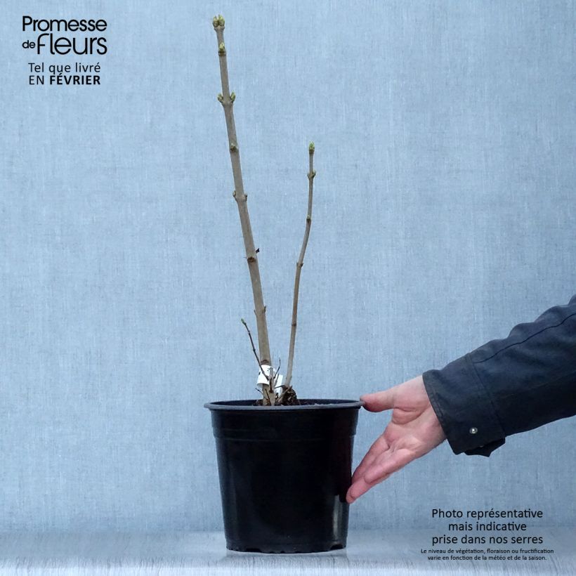 Lila Dentelle d'Anjou - Syringa vulgaris Maceta 4L/5L Ejemplar entregado en invierno