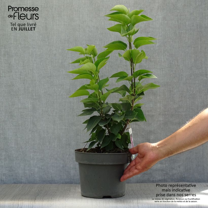 Ejemplar de Lila Michel Buchner - Syringa vulgaris Maceta 4L/5LAltura de entrega aprox. 50/60cm entregado en verano