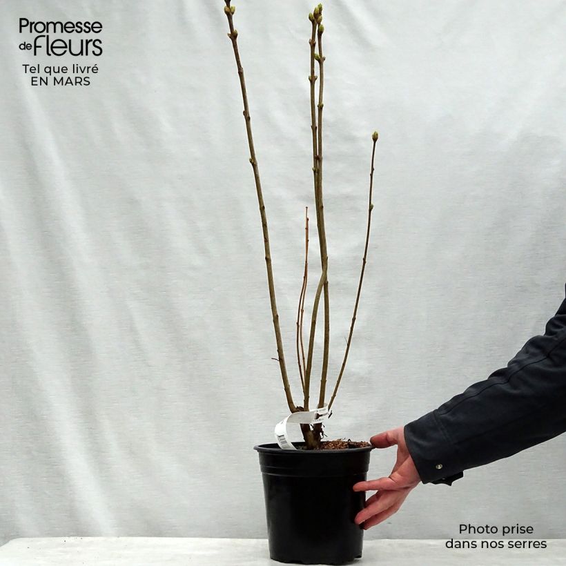 Lila Président Grevy - Syringa vulgaris Maceta 4L/5LAltura de entrega aprox. 40/50cm Ejemplar entregado en la primavera