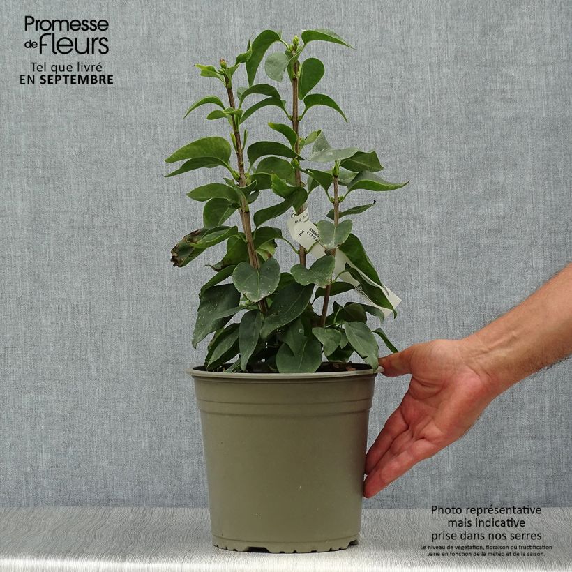 Ejemplar de Lila Primrose - Syringa vulgaris Maceta 4L/5L entregado en otoño