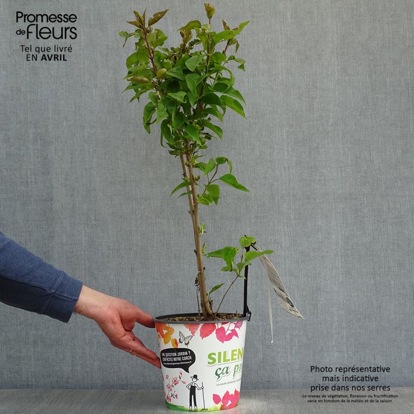 Lila Zhemchuzhina - Syringa vulgaris Maceta 4L/5LAltura de entrega aprox. 60/70cm Ejemplar entregado en la primavera