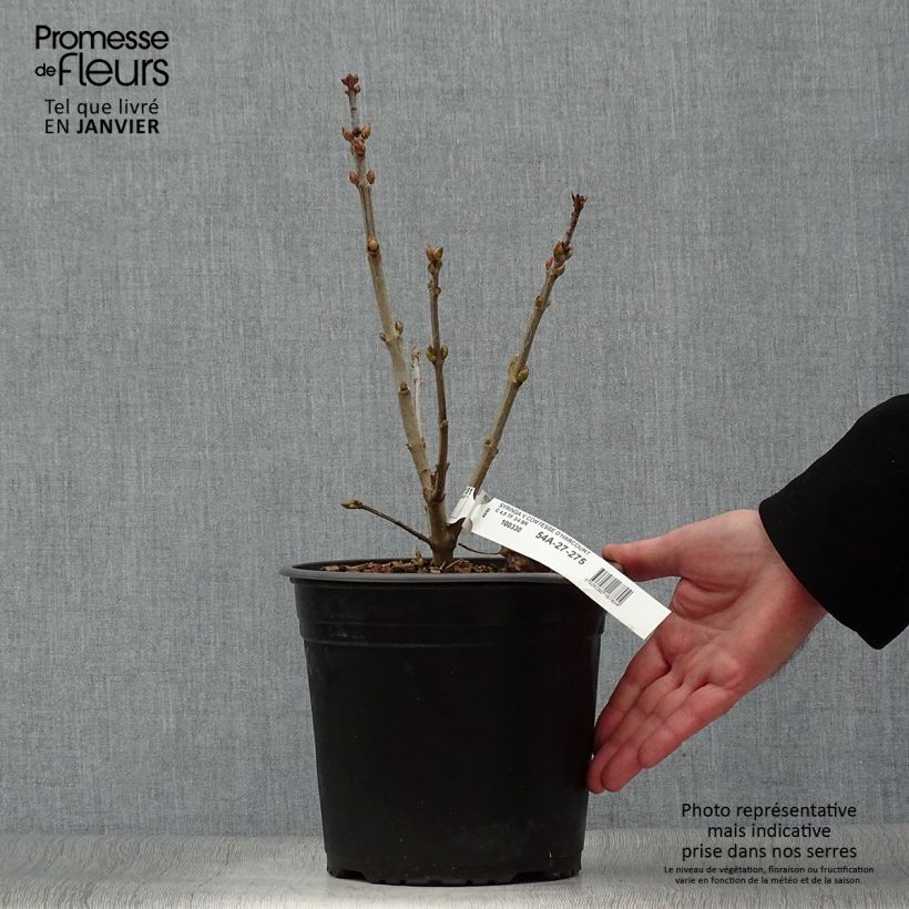 Lila Comtesse D'Harcourt - Syringa vulgaris Maceta 4L/5L Ejemplar entregado en invierno