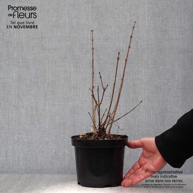 Ejemplar de Lila Miss Kim - Syringa patula Maceta 2L/3L entregado en otoño
