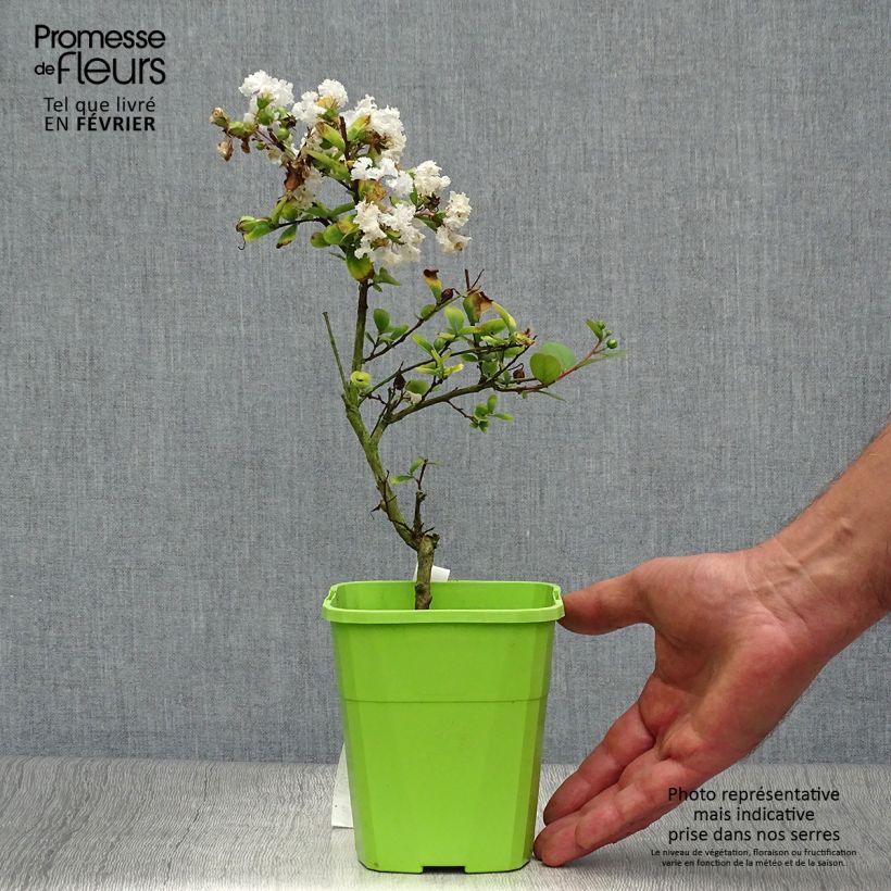 Ejemplar de Árbol de Júpiter Virgin With Love - Lagerstroemia indica Maceta 3L/4L entregado en otoño