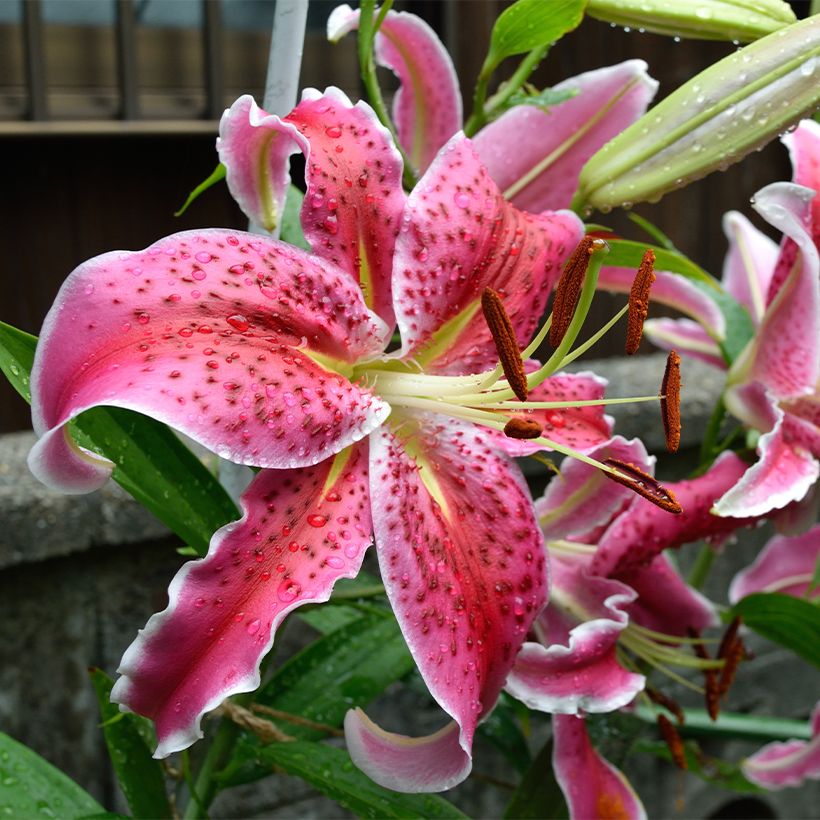 Lirio Imperial Crimson (Floración)