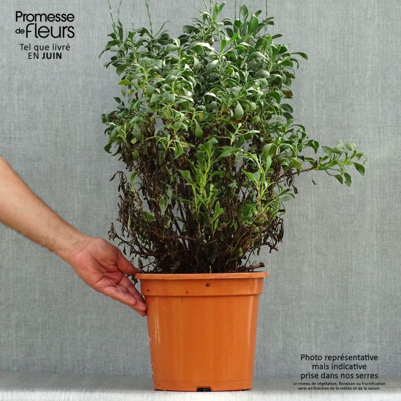 Ejemplar de Limoniastrum monopetalum - Salado Maceta 7,5L/10L entregado en verano
