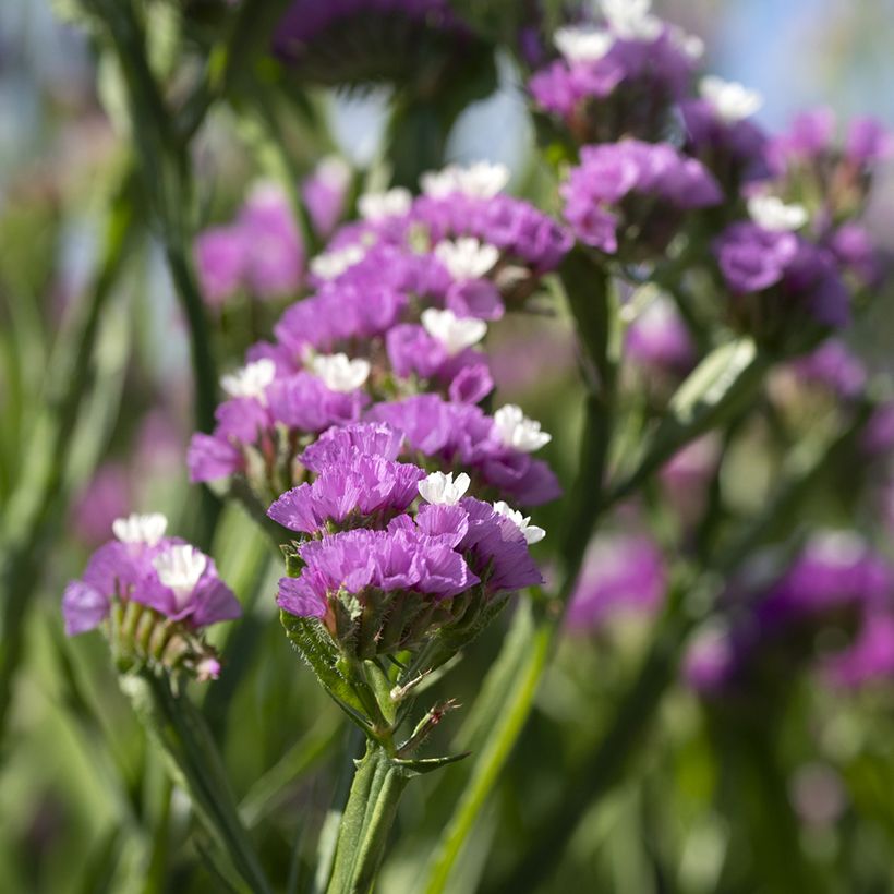 Limonium sinuatum Forever Rose (Floración)