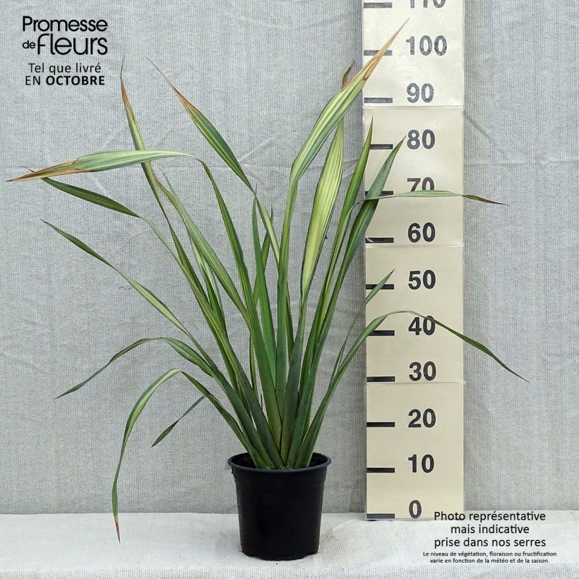Ejemplar de Phormium tenax Apricot Queen - Lino de Nueva Zelanda Maceta 3L/4L entregado en otoño