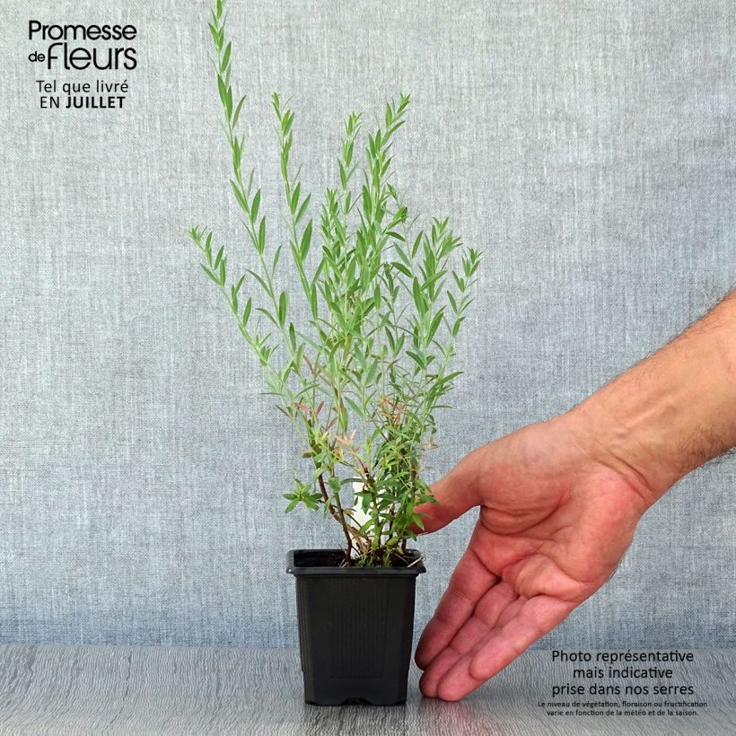 Ejemplar de Linaria purpurea Peachy - Boca de lobo Maceta de 8/9 cm entregado en verano