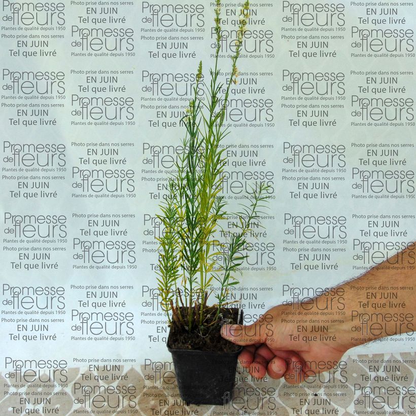 Ejemplo de ejemplar de Linaria purpurea Alba - Boca de lobo Maceta de 8/9 cm tal y como se entrega