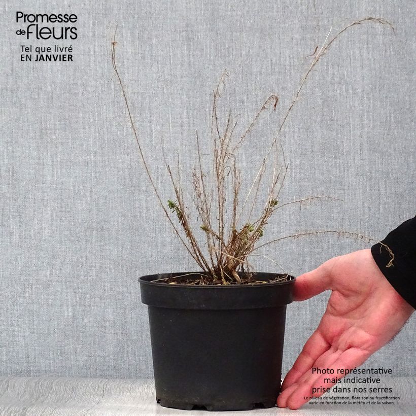 Linum perenne - Lino azul Maceta 2L/3L Ejemplar entregado en invierno
