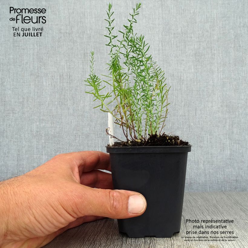 Ejemplar de Linum perenne - Lino azul Maceta de 7/8 cm entregado en verano