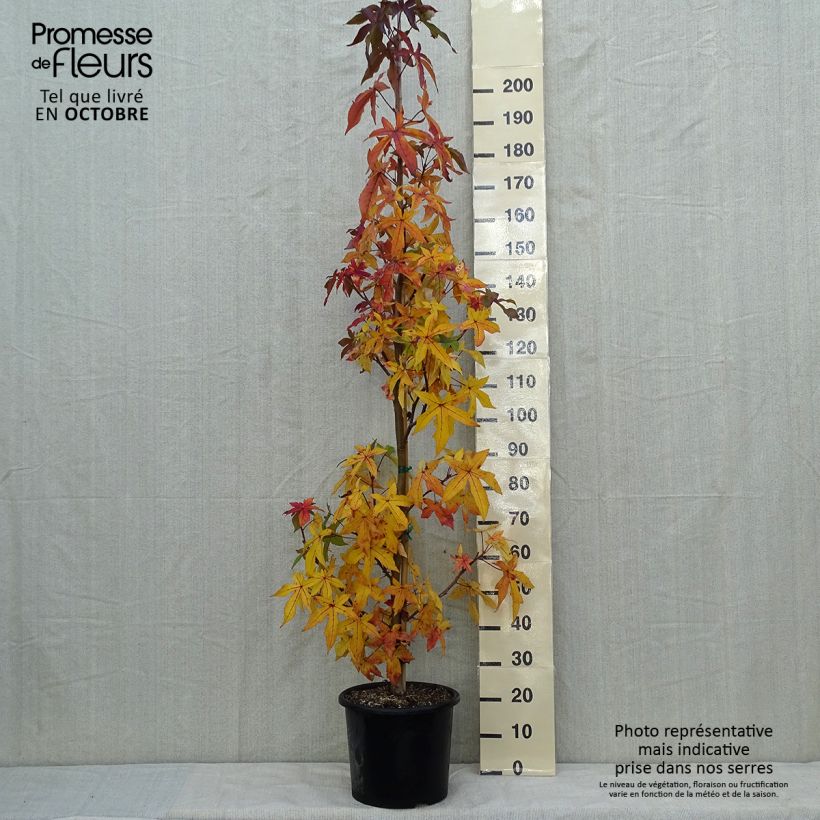 Ejemplar de Liquidambar styraciflua Palo Alto Maceta 12L/15L entregado en otoño