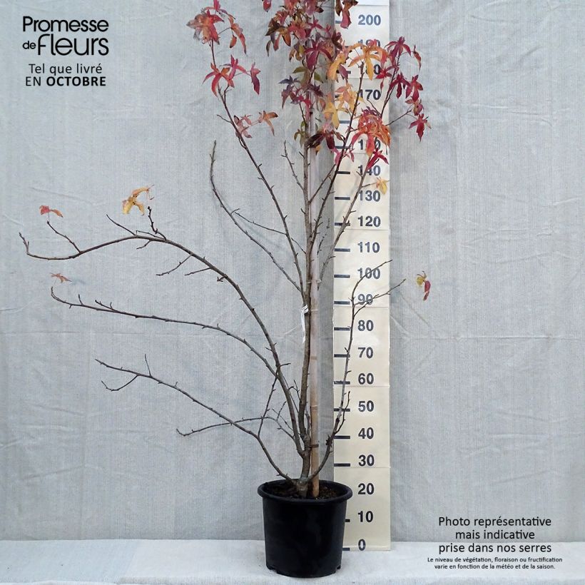 Ejemplar de Liquidambar styraciflua Aurea Maceta 12L/15L entregado en otoño