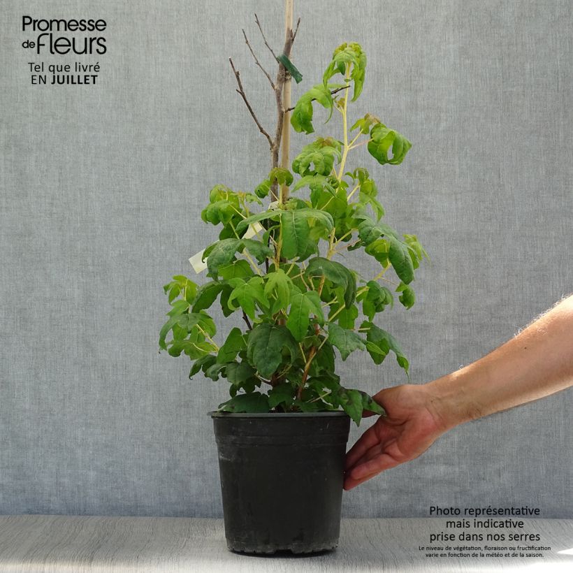 Ejemplar de Liquidambar styraciflua Golden Sun - Copalme d'Amérique  Pot de 4L/5L entregado en verano
