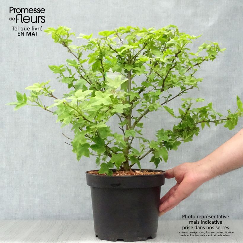 Liquidambar styraciflua Gum Ball - Copalme d'Amérique Pot de 4L/5L Ejemplar entregado en la primavera