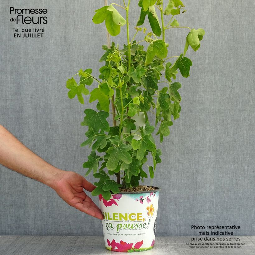 Ejemplar de Liquidambar styraciflua Rotundiloba - Copalme d'Amérique Pot de 4L/5L entregado en verano