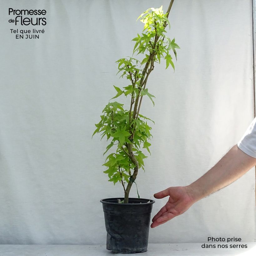 Ejemplar de Liquidambar styraciflua Slender Silhouette - Copalme d'Amérique en pot de 4/5L entregado en verano
