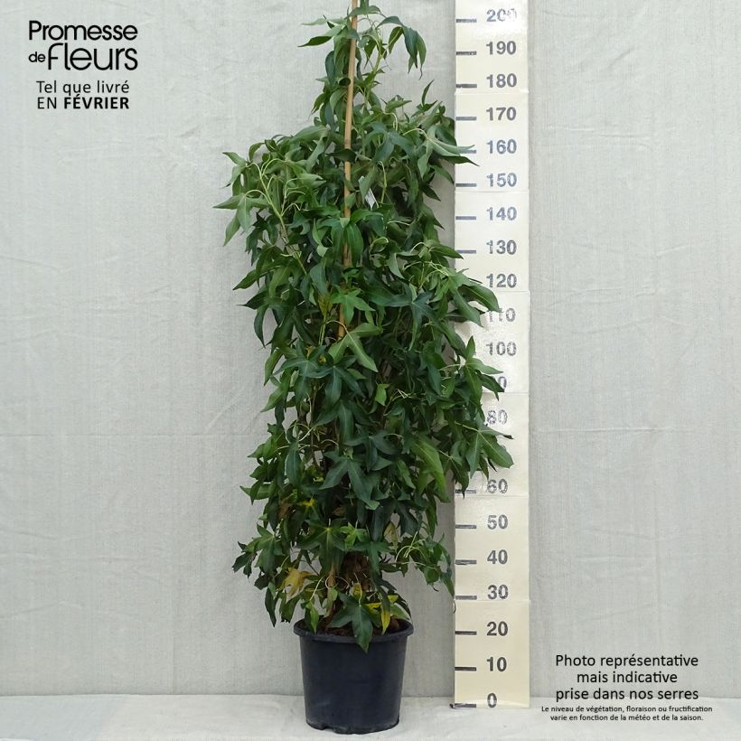 Ejemplar de Liquidambar styraciflua Slender Silhouette Maceta 7,5L/10L entregado en otoño