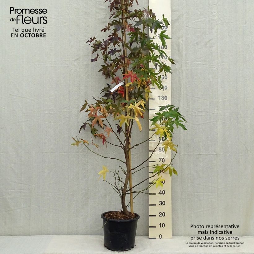 Ejemplar de Liquidambar styraciflua Worplesdon Maceta 7,5L/10L entregado en otoño