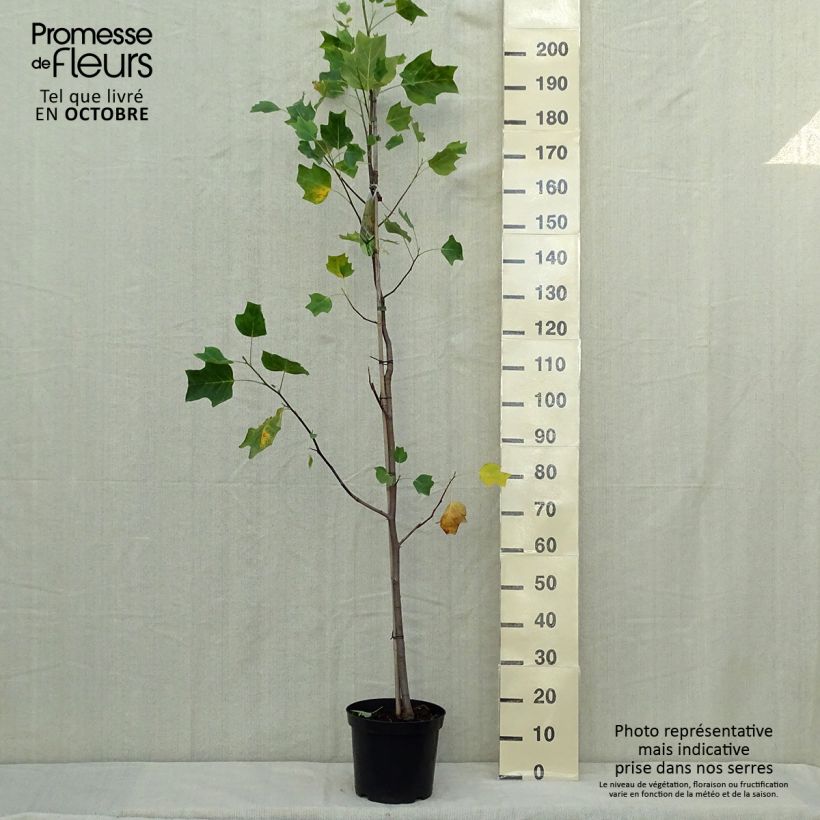 Ejemplar de Arbol de las tulipas Aureomarginatum - Liriodendron tulipifera Maceta 7,5L/10L entregado en otoño