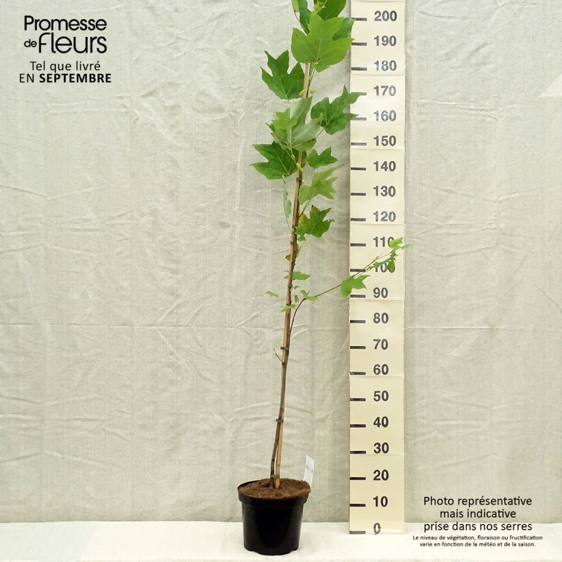 Ejemplar de Arbol de las tulipas - Liriodendron tulipifera Maceta 4L/5L entregado en otoño