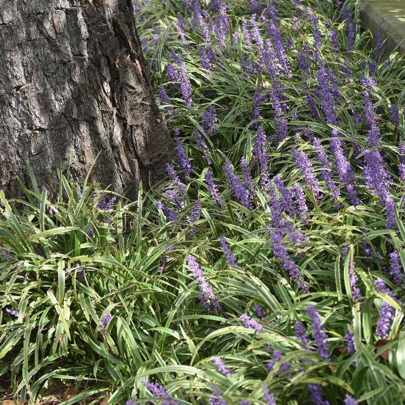 Liriope muscari Big Blue (Porte)