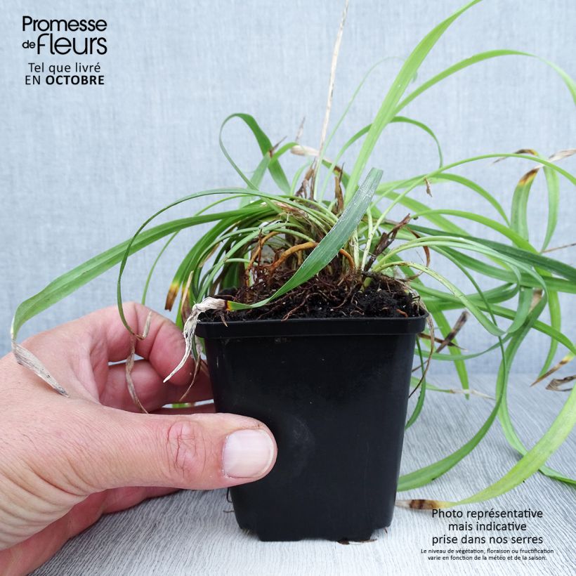 Ejemplar de Liriope muscari Lilac Wonder Maceta de 8/9 cm entregado en otoño