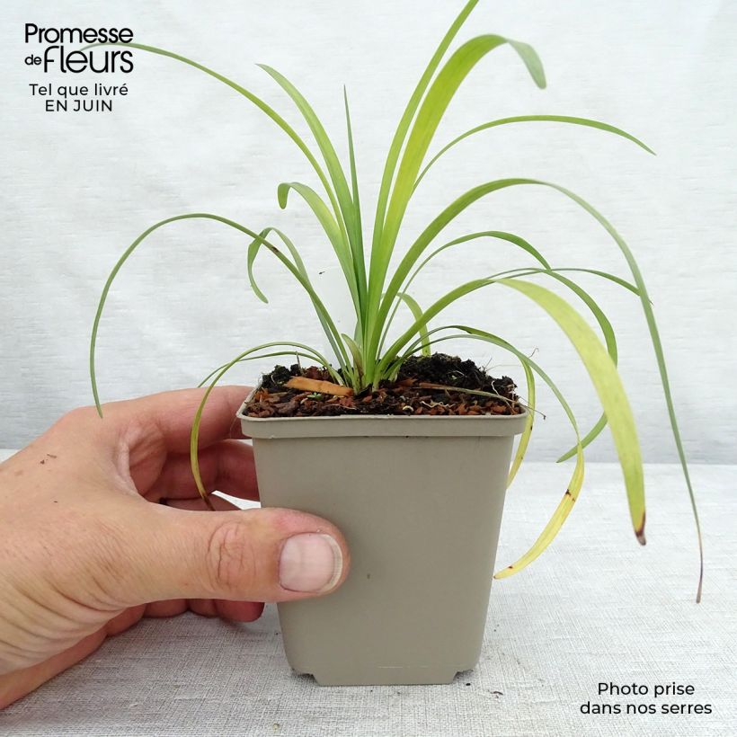 Ejemplar de Liriope muscari Majestic Maceta de 8/9 cm entregado en verano