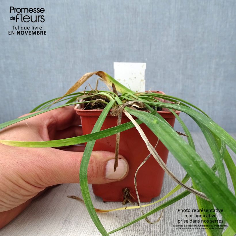 Ejemplar de Liriope muscari Monroe White Maceta de 8/9 cm entregado en otoño