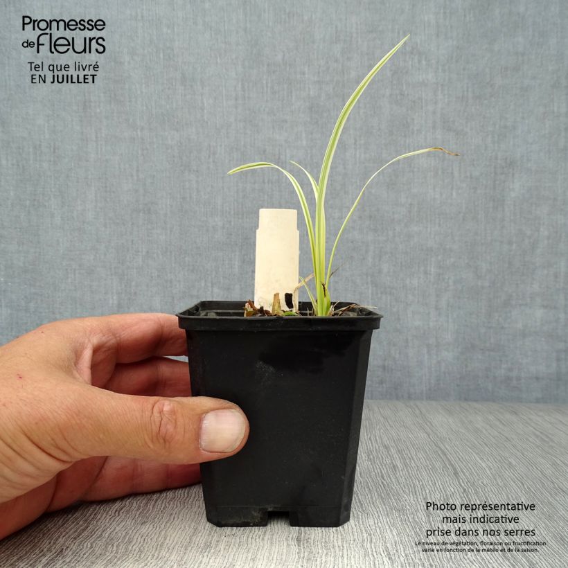 Ejemplar de Liriope muscari Variegata Godet de 9cm entregado en verano