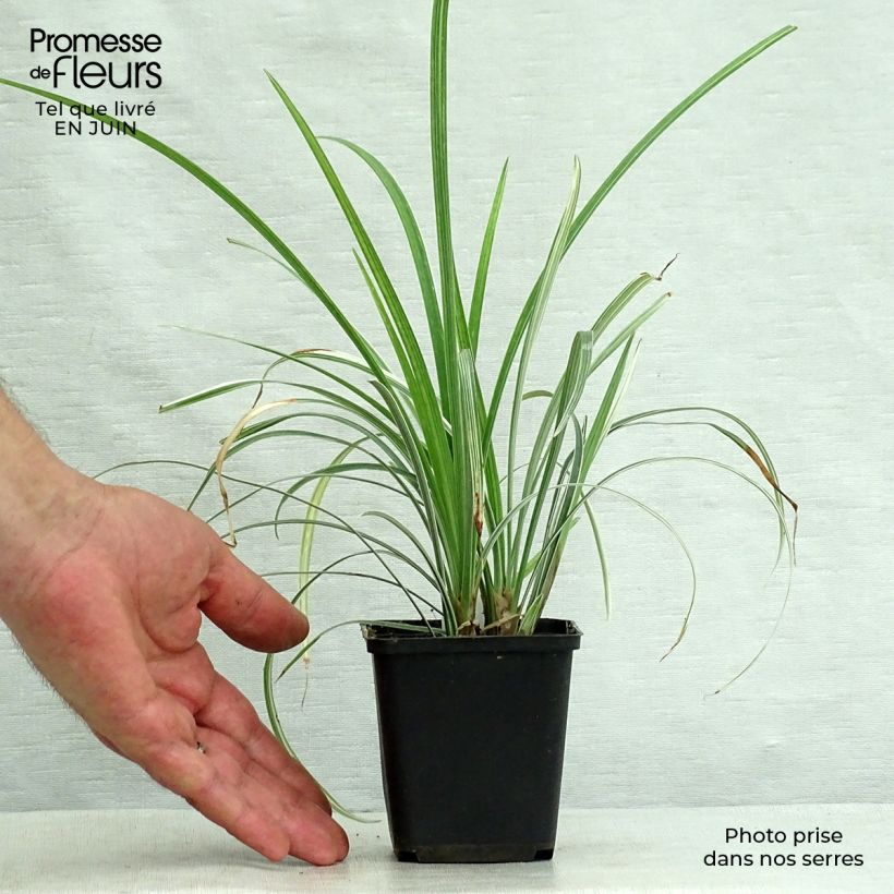 Ejemplar de Liriope spicata Silver Dragon - Espigosa Maceta de 8/9 cm entregado en verano