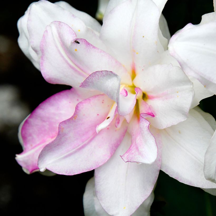 Lirio Roselily Anouska (Floración)
