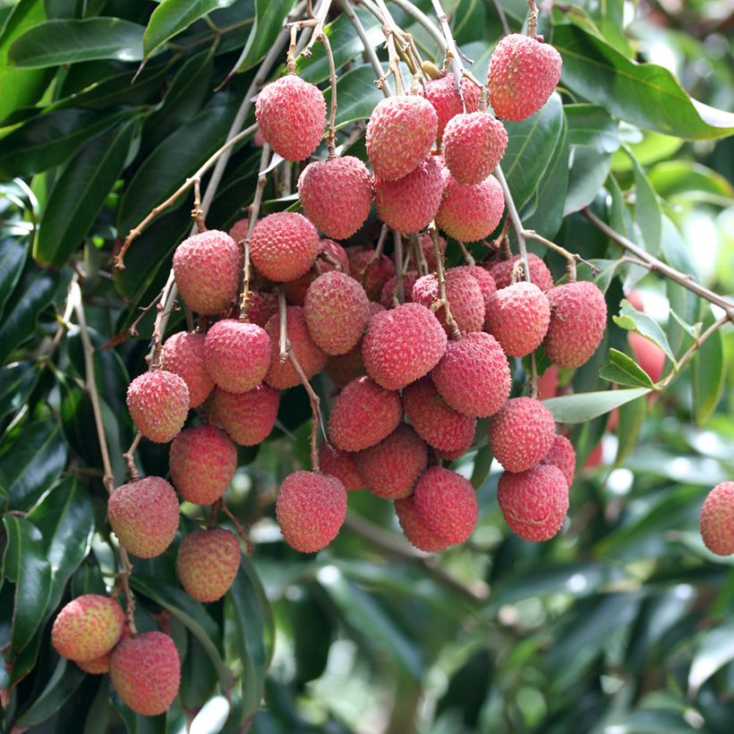 Litchi chinensis Kwai May Pink - Litchi (Cosecha)