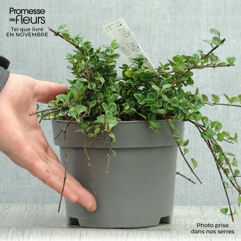 Ejemplar de Lonicera crassifolia Little Honey - Madreselva Maceta 2L/3L entregado en otoño