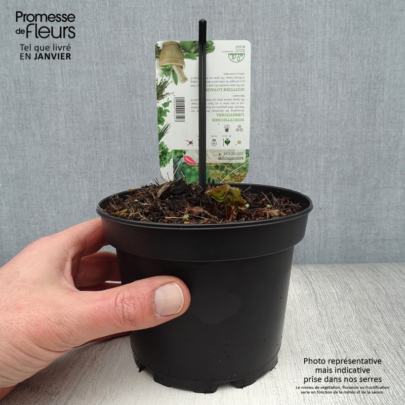 Ligusticum de Escocia - Ligusticum scothicum Maceta 1,5L/2L Ejemplar entregado en invierno