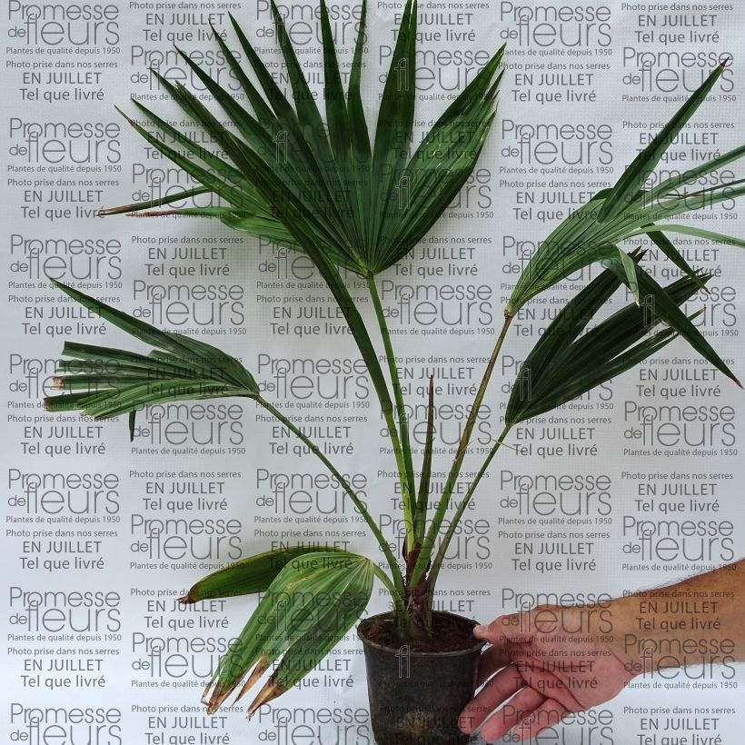 Ejemplar de Livistona chinensis - Latania Maceta 7,5L/10LAltura de entrega aprox. 40/50cm entregado en verano