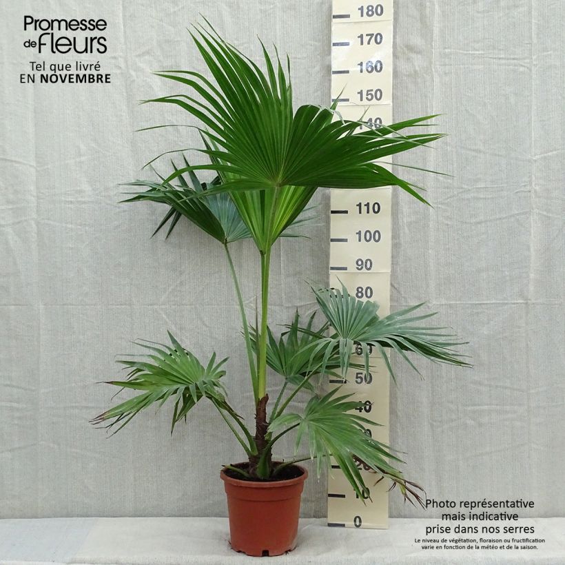Ejemplar de Livistona chinensis - Latania Maceta 7,5L/10L entregado en otoño